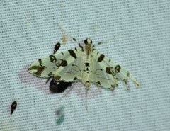 Conchylodes salamisalis