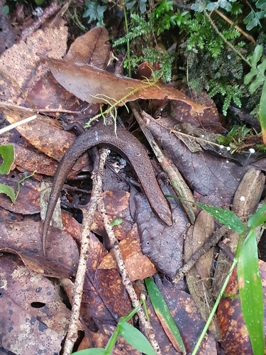 Cautula observed 2024-12-22