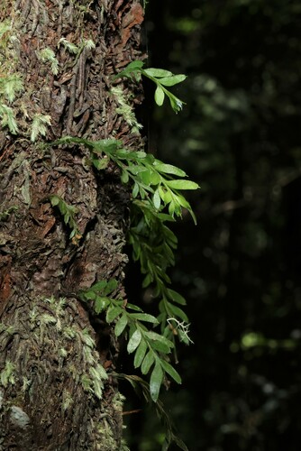 Image of oval fork-fern by (c) Greg Tasney, some rights reserved (CC BY-SA)