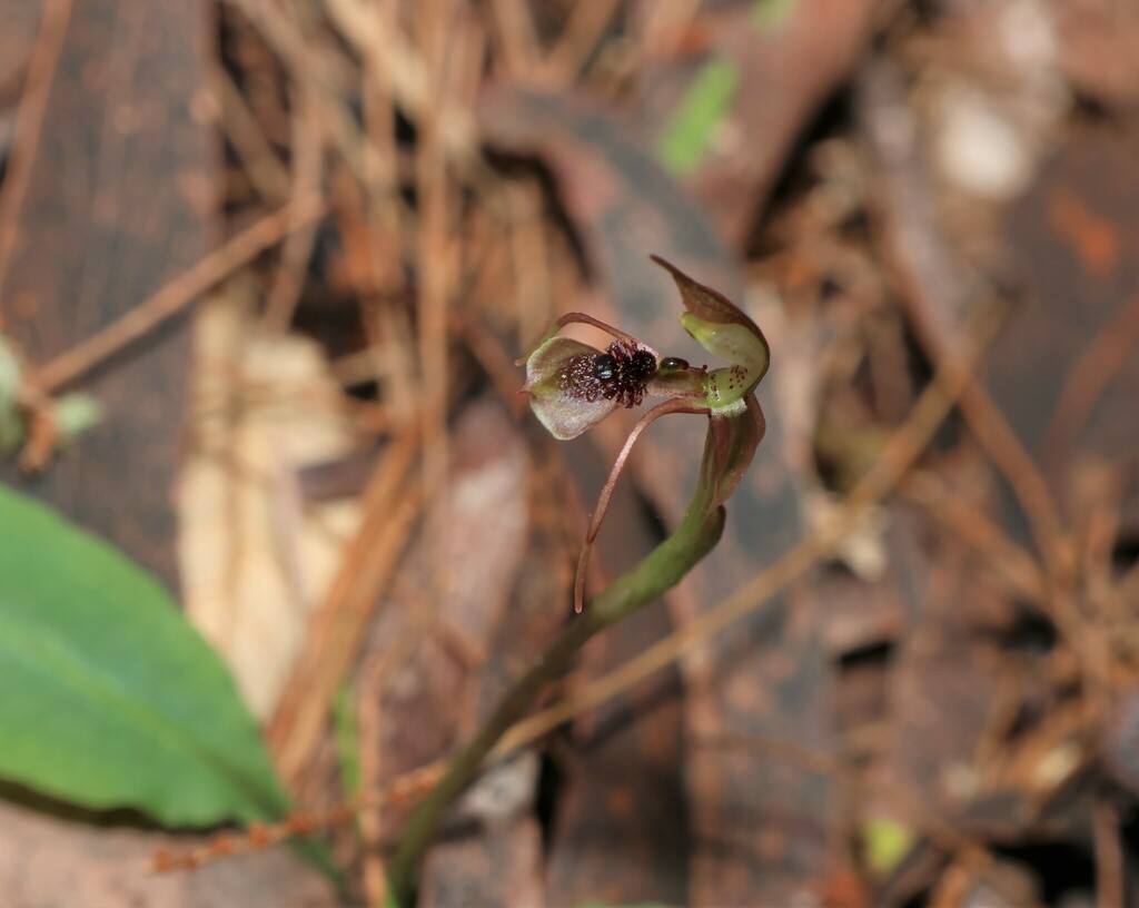 Chiloglottis sylvestris