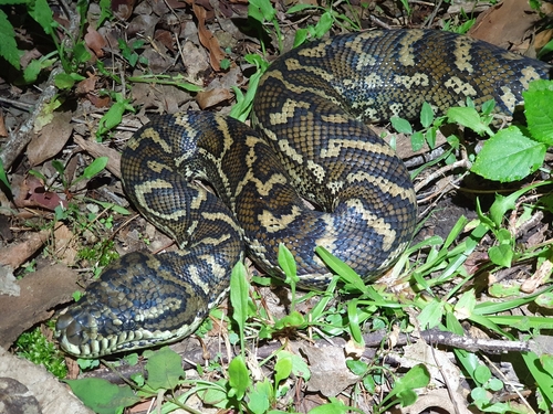 Coastal Carpet Python sighting