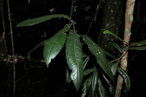 Image of Helicia ferruginea by (c) Greg Tasney, some rights reserved (CC BY-SA)