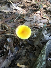 Amanita flavivolva