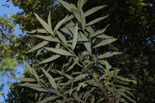 Image of Olearia heterocarpa by (c) Greg Tasney, some rights reserved (CC BY-SA)