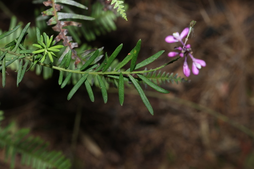 Image of Comesperma esulifolium by (c) Greg Tasney, some rights reserved (CC BY-SA)