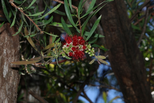 Mountain Bottlebrush (Melaleuca montana)