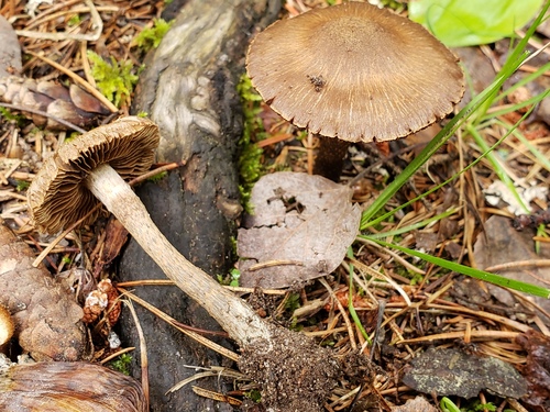 Representative image of Inosperma cervicolor