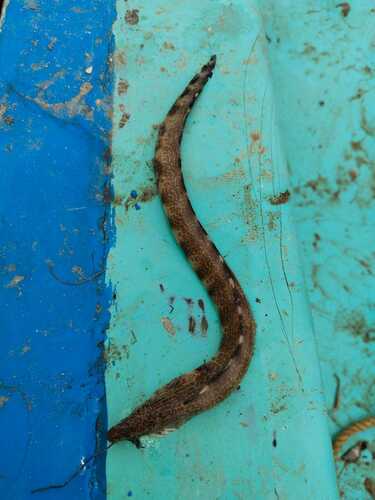 Dusky-banded moray (Gymnothorax reticularis) — Muraenidae — 4