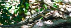 Sceloporus olivaceus