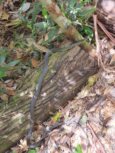 Common Tree Snake sighting