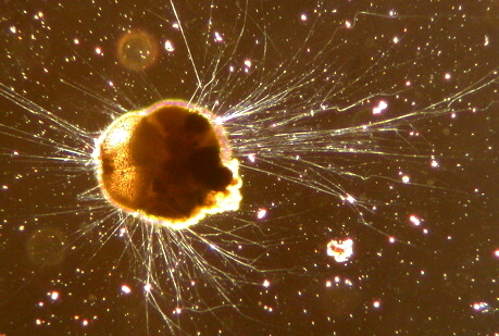 Ammonia tepida