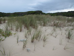 Thinopyrum distichum