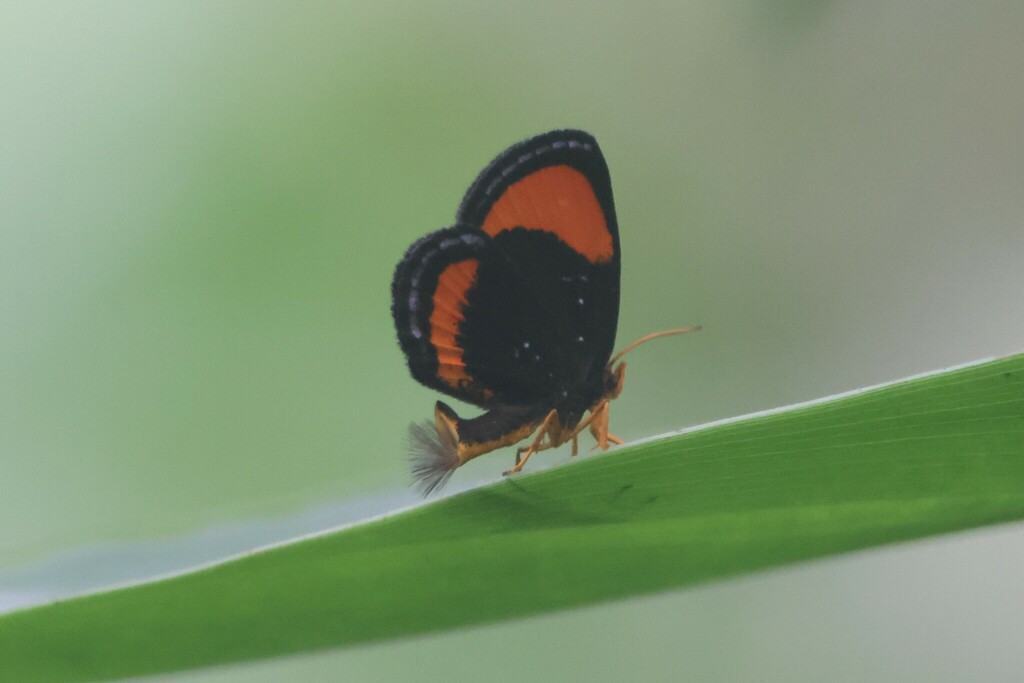 Callidula erycinoides