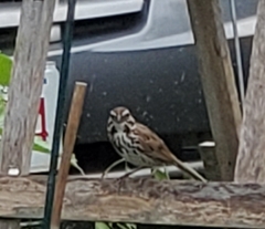 Melospiza melodia