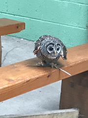 Strix
