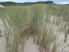 Thinopyrum distichum