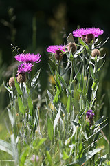 Centaurea uniflora