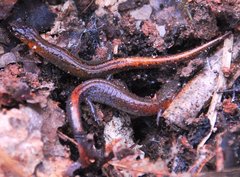 Plethodon websteri