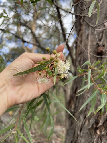 Angophora bakeri (Angophora bakeri)