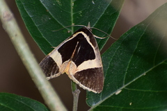 Fodina