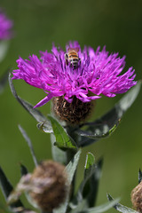 Centaurea uniflora