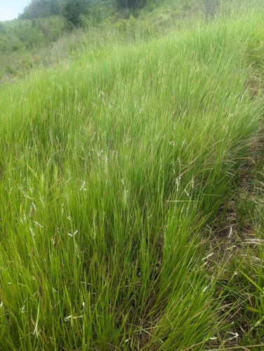 Urochloa dictyoneura