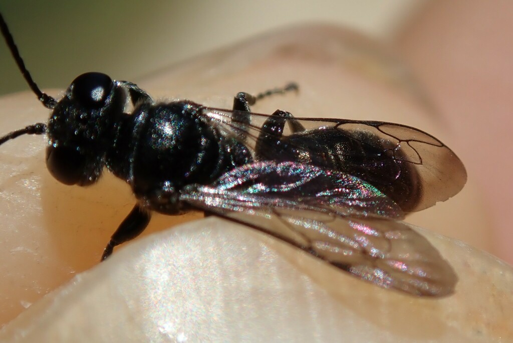 Pison atrum