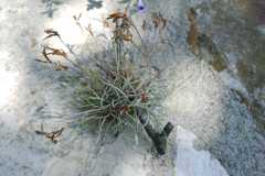 Tillandsia recurvata