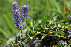 Veronica allionii