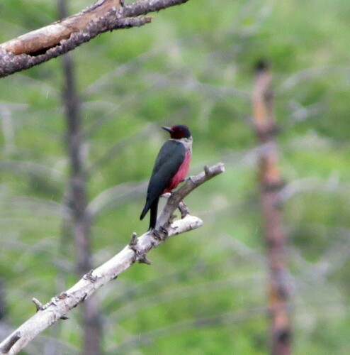 iNaturalist observation 2018-05-28