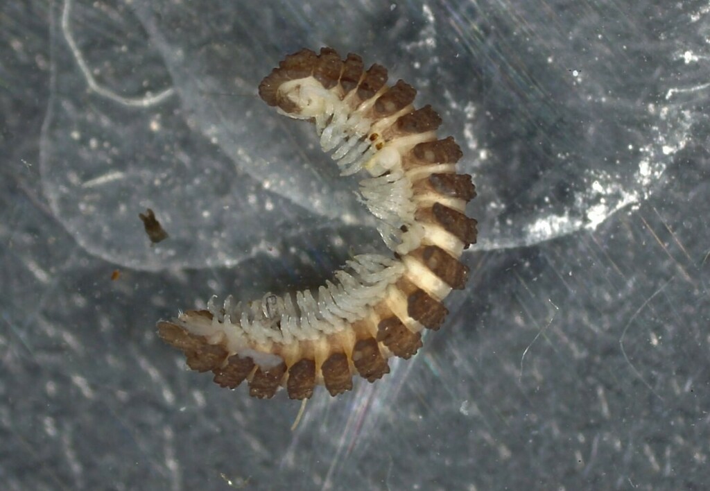 Myrmecodesmus formicarius