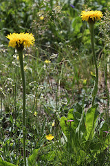 Hypochaeris uniflora