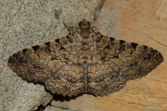 Polydesma boarmoides