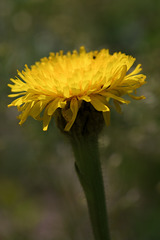 Hypochaeris uniflora