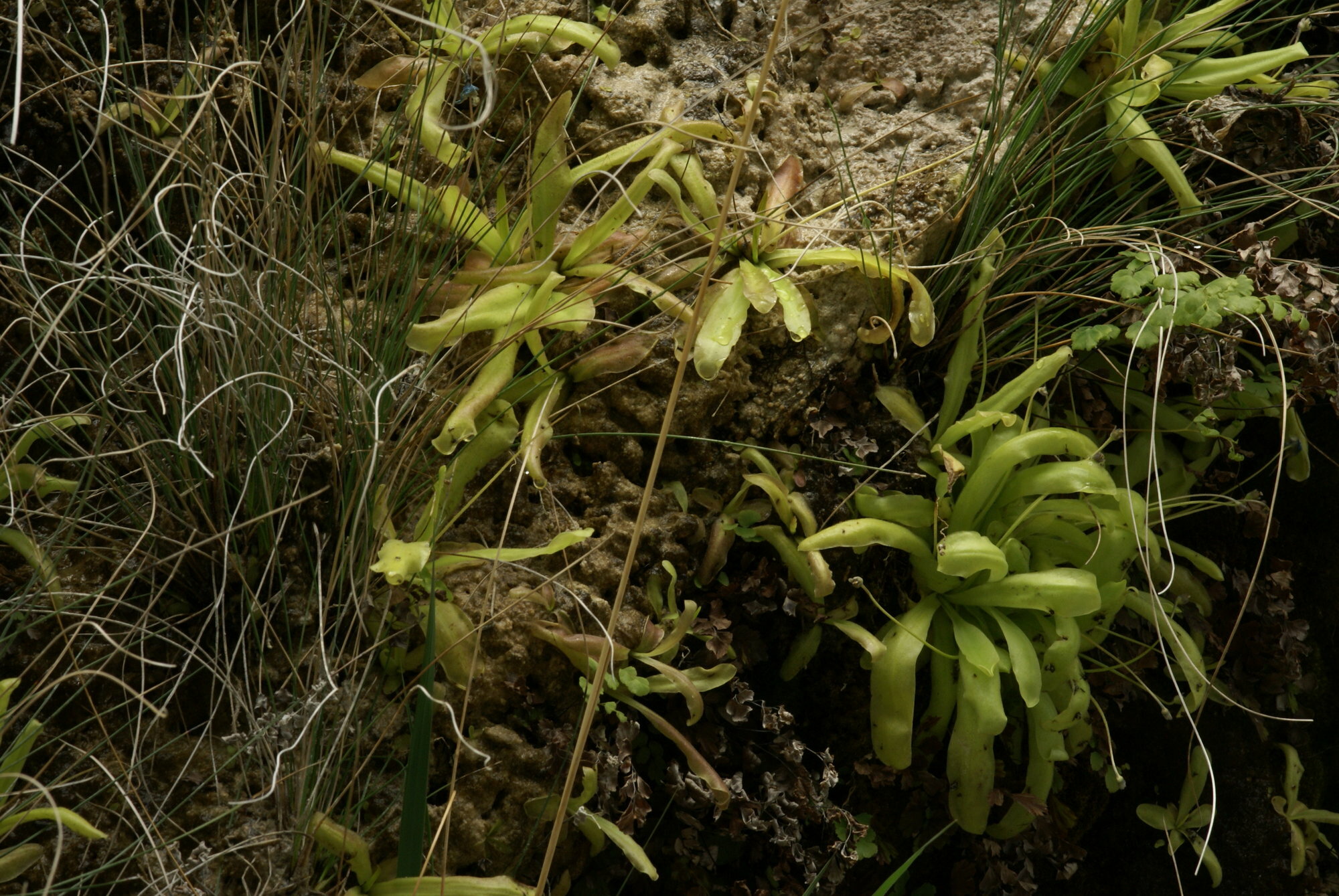 Pinguicula reichenbachiana J.Schindl. 3