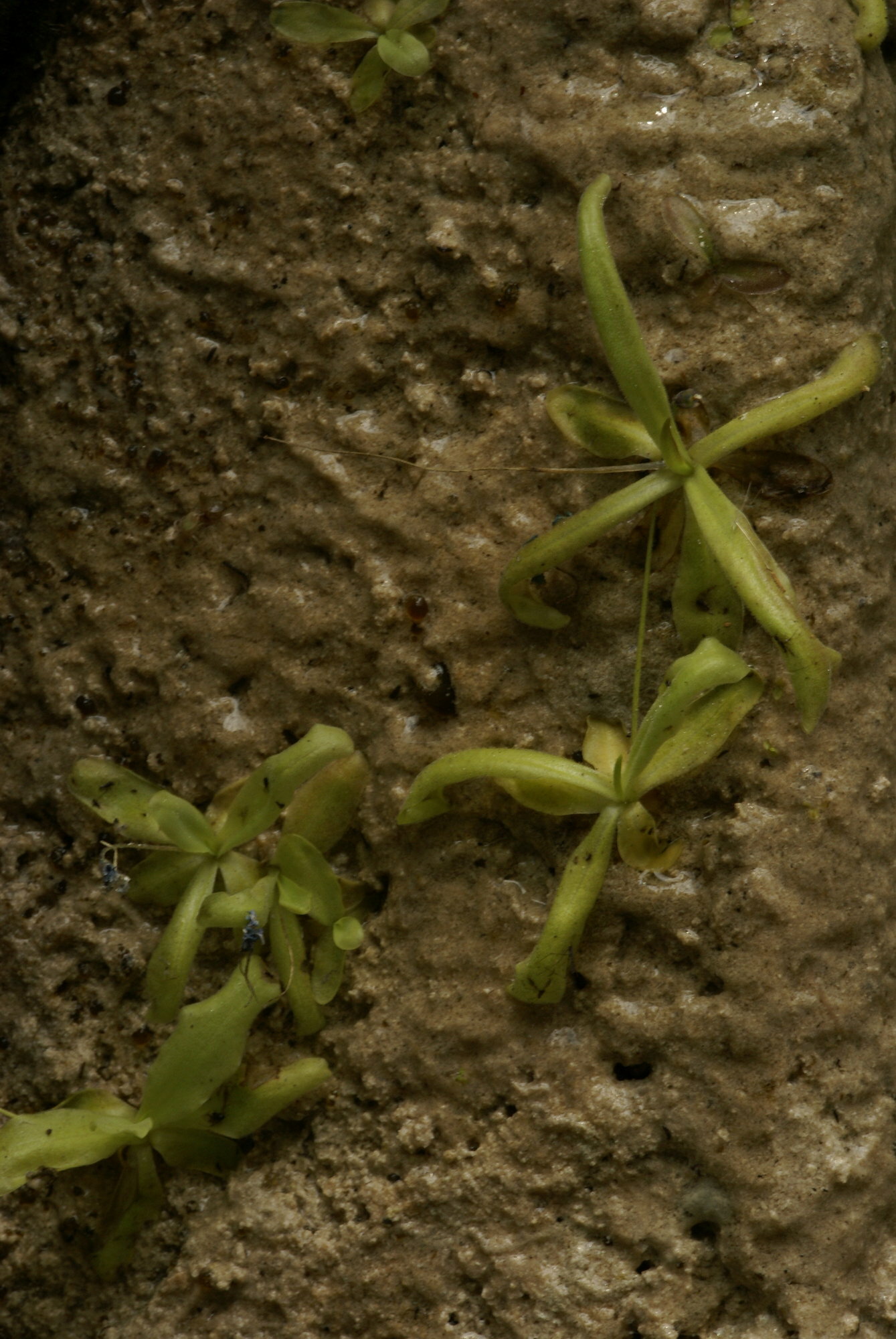 Pinguicula reichenbachiana J.Schindl. 2