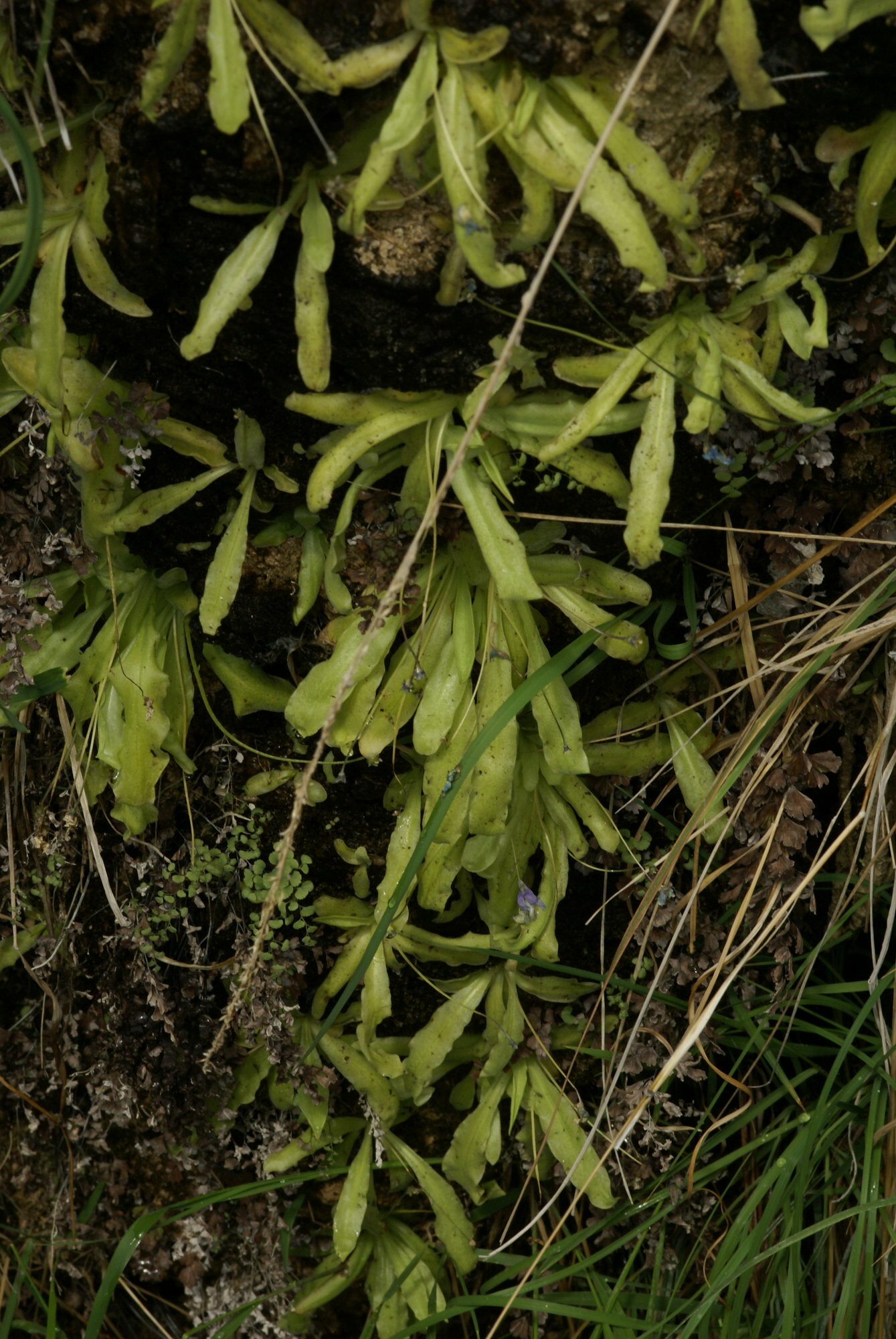 Pinguicula reichenbachiana J.Schindl.