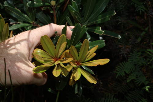 Banksia conferta