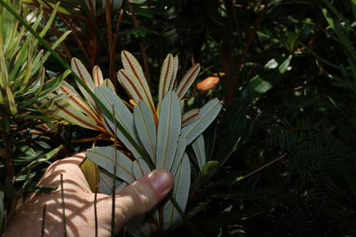 Banksia conferta, photograph 1