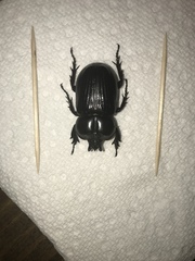 Phileurus