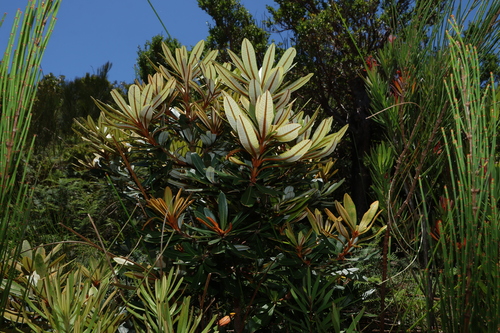 Banksia conferta, photograph 2