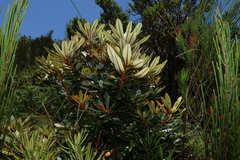 Banksia conferta, photograph (c) Greg Tasney, some rights reserved (CC BY-SA)