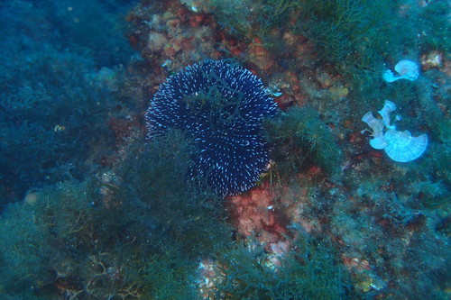 Photo of Violet sea urchin (Sphaerechinus granularis)