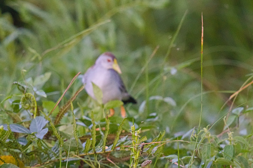 Azure Gallinule (Porphyrio flavirostris), photo 8