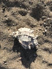 Phyllonotus erythrostomus