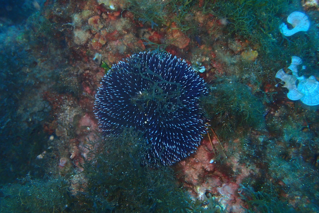 Photo of Violet sea urchin (Sphaerechinus granularis)