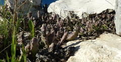 Apteranthes europaea judaica