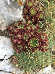 Sempervivum × alatum