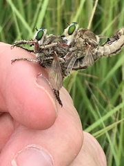 Promachus oklahomensis