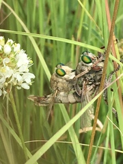 Promachus oklahomensis